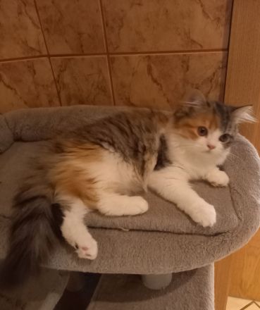 Perserkatze