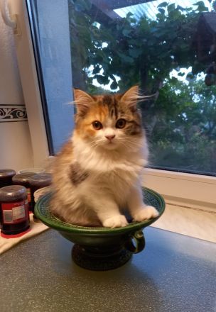 Perserkatze