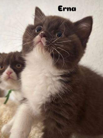 Bkh- Kitten mit Stammbaum