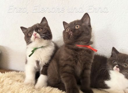 Bkh- Kitten mit Stammbaum