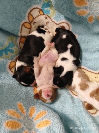 Zuckersüße Cavalier King Charles Spaniel Welpen suchen ein liebevolles Zuhause!