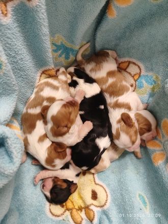 Zuckersüße Cavalier King Charles Spaniel Welpen suchen ein liebevolles Zuhause!