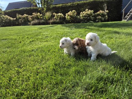 Einzigartige Goldendoodle Mini Welpen (F2B, Multigen) ähnlich Pudel, Cockapoo, Labradoodle