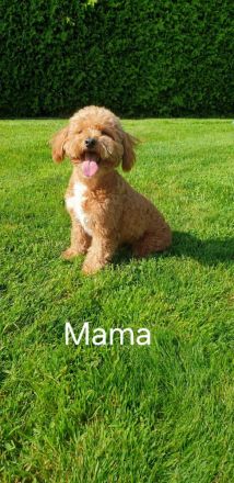 Einzigartige Goldendoodle Mini Welpen (F2B, Multigen) ähnlich Pudel, Cockapoo, Labradoodle