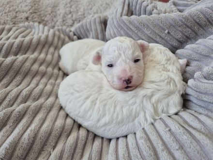 Einzigartige Goldendoodle Mini Welpen (F2B, Multigen) ähnlich Pudel, Cockapoo, Labradoodle