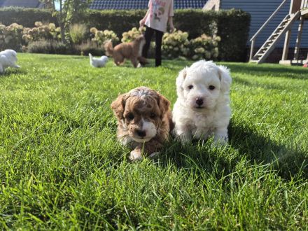 Einzigartige Goldendoodle Mini Welpen (F2B, Multigen) ähnlich Pudel, Cockapoo, Labradoodle