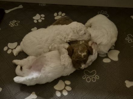 Einzigartige Goldendoodle Mini Welpen (F2B, Multigen) ähnlich Pudel, Cockapoo, Labradoodle