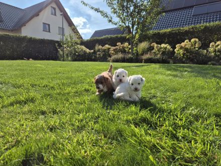 Einzigartige Goldendoodle Mini Welpen (F2B, Multigen) ähnlich Pudel, Cockapoo, Labradoodle
