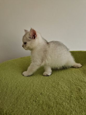 BKH Kitte mit Stammbaum