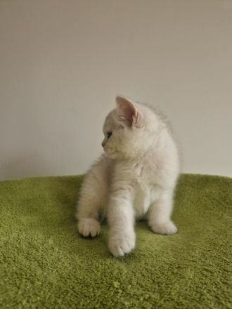 BKH Kitte mit Stammbaum