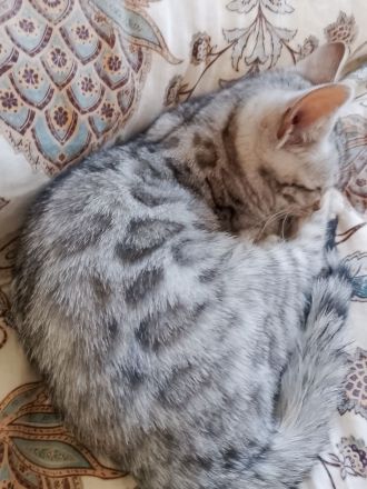 bengal kitten