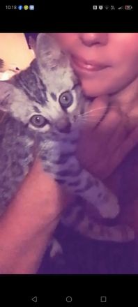 bengal kitten