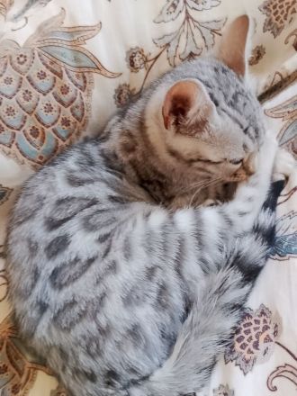 bengal kitten