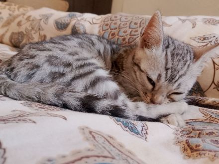 bengal kitten