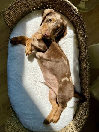 Deckrüde | Charmanter Amerikanischer Zwergdackel sucht passende Hündin 🐾