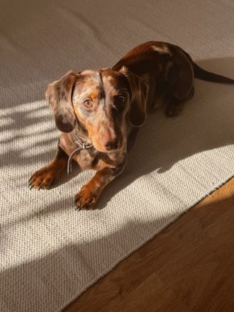 Deckrüde | Charmanter Amerikanischer Zwergdackel sucht passende Hündin 🐾