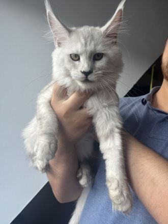 Maine Coon Kitten Ahri & Ghost – Silver Shell mit Stammbaum