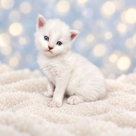 Maine Coon Kitten Ahri & Ghost – Silver Shell mit Stammbaum