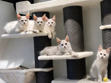 Maine Coon Kitten Ahri & Ghost – Silver Shell mit Stammbaum