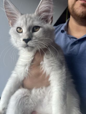 Maine Coon Kitten Ahri & Ghost – Silver Shell mit Stammbaum
