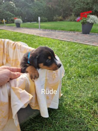 appenzeller sennenhund Welpen