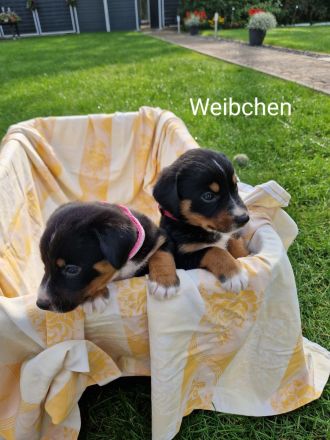 appenzeller sennenhund Welpen