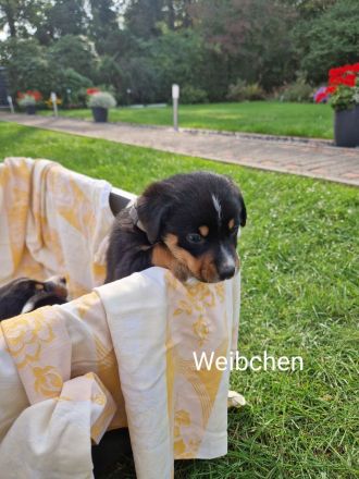 appenzeller sennenhund Welpen
