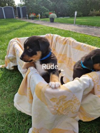 appenzeller sennenhund Welpen