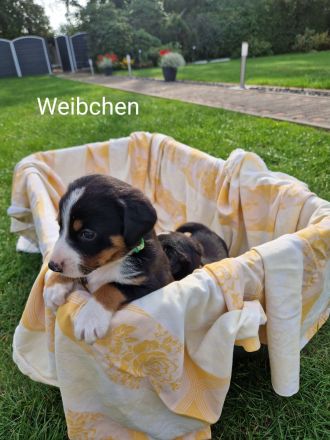 appenzeller sennenhund Welpen