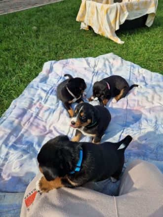 appenzeller sennenhund Welpen