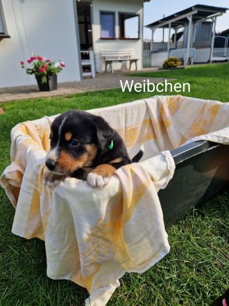 appenzeller sennenhund Welpen