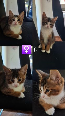 Kitten - Somali-Abessiner Mix