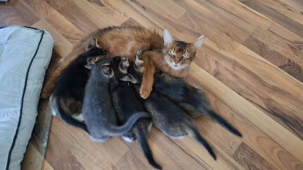 Kitten - Somali-Abessiner Mix