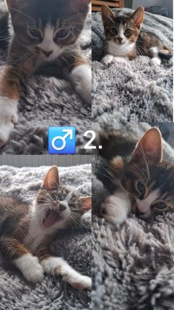 Kitten - Somali-Abessiner Mix
