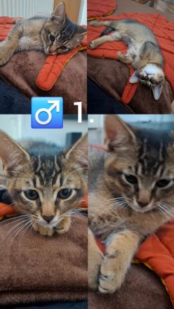 Kitten - Somali-Abessiner Mix