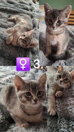 Kitten - Somali-Abessiner Mix