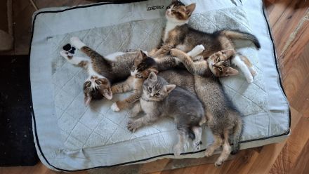 Kitten - Somali-Abessiner Mix