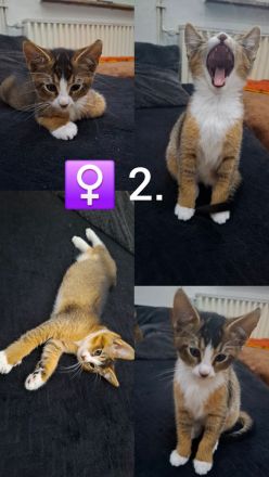 Kitten - Somali-Abessiner Mix