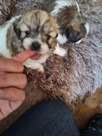 Wellpen Shih Tzu