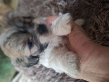 Wellpen Shih Tzu