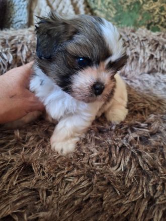 Wellpen Shih Tzu