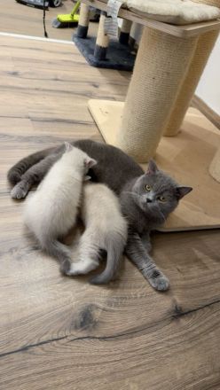 Bkh _blh kitten Abgabebreit