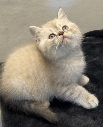 Bkh _blh kitten Abgabebreit