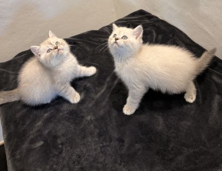 Bkh _blh kitten Abgabebreit