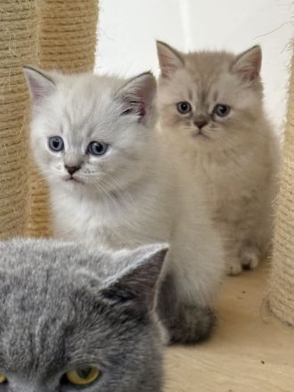 Bkh _blh kitten Abgabebreit