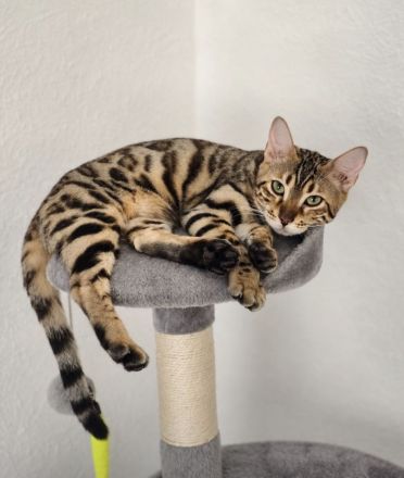 Reinrassige Bengal Katze sucht neues Zuhause