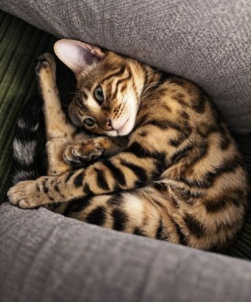 Reinrassige Bengal Katze sucht neues Zuhause