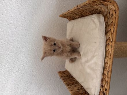 Maine Coon Kitten