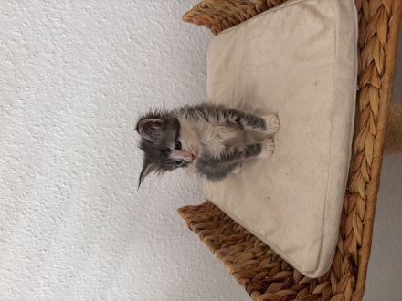 Maine Coon Kitten