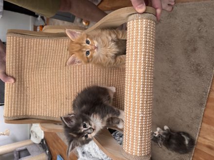 Maine Coon Kitten